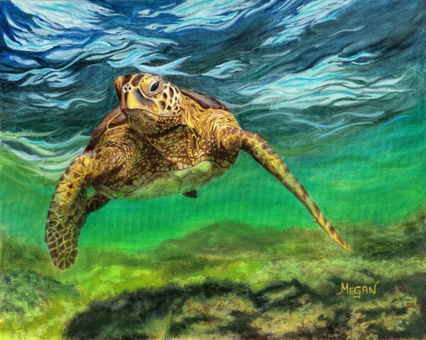 Scout (hawkbill turtle)