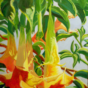 Angel Trumpets